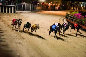 Chinh Phục Đua Chó Tại Hi88: Bí Kíp Thắng Nhanh Hiệu Quả